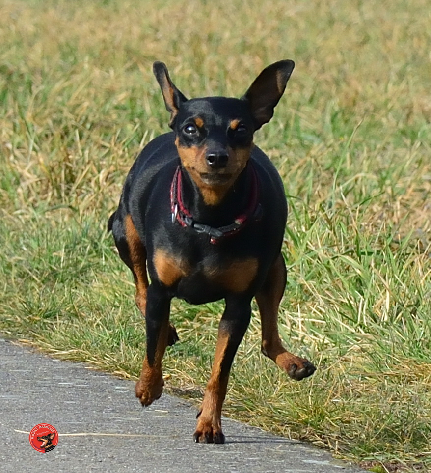 Mostly Harmless Zwergpinscher Aktuelles