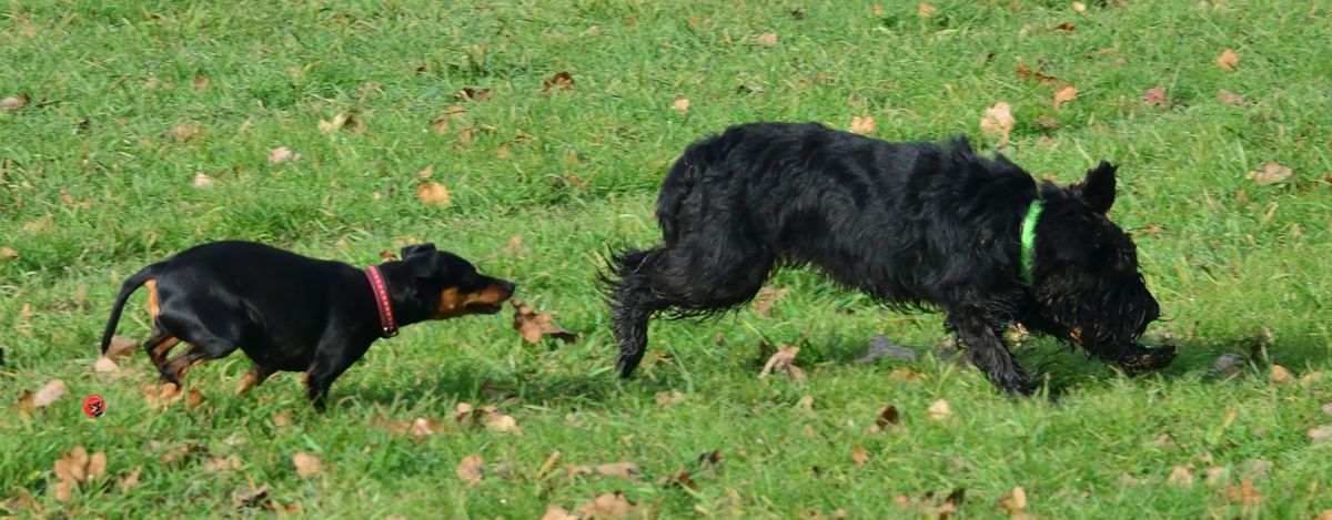 Mostly Harmless Zwergpinscher Aktuelles